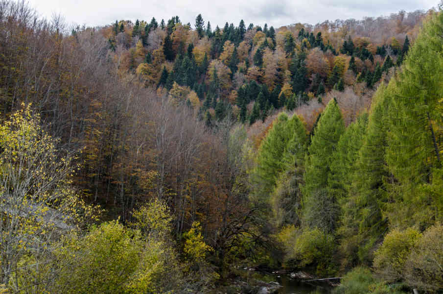 Comunidad Foral de Navarra 033 - Selva de Irati.jpg